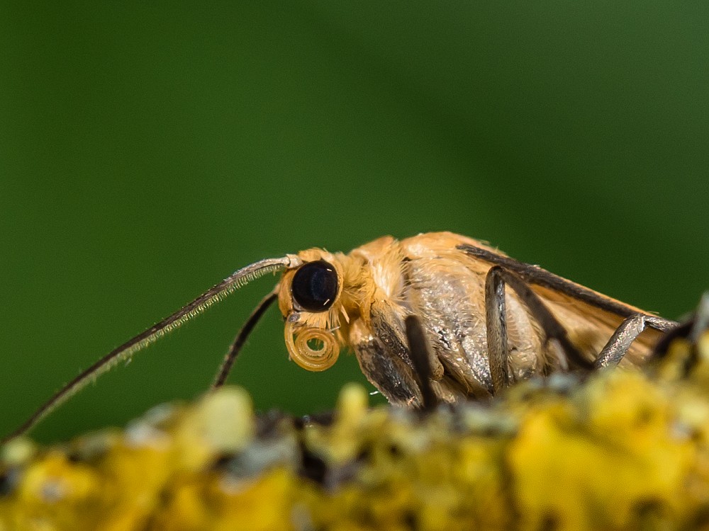 Bild Nr.10499 zum Vergrößern klicken Bild Nr.10499