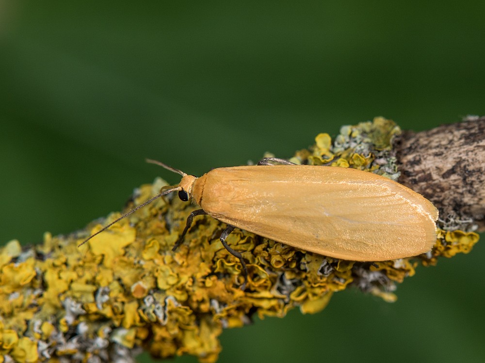 Bild Nr.10499 zum Vergrößern klicken Bild Nr.10499