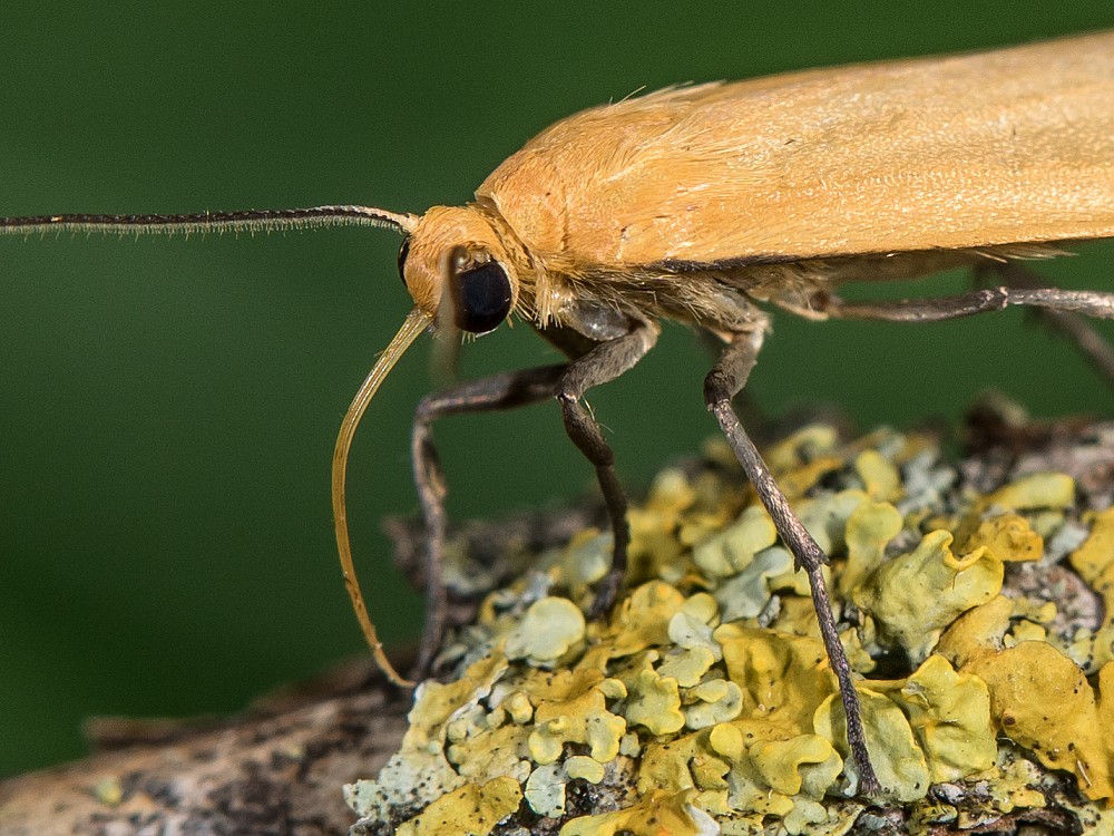 Bild Nr.10499 zum Vergrößern klicken Bild Nr.10499