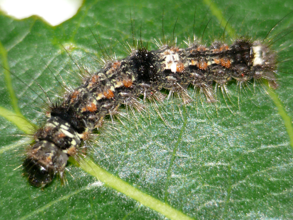 Bild Nr.10499 zum Vergrößern klicken Bild Nr.10499