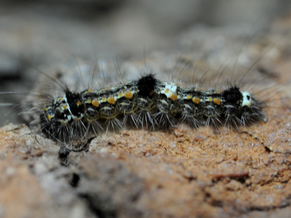 Bild Nr.10499 zum Vergrößern klicken Bild Nr.10499