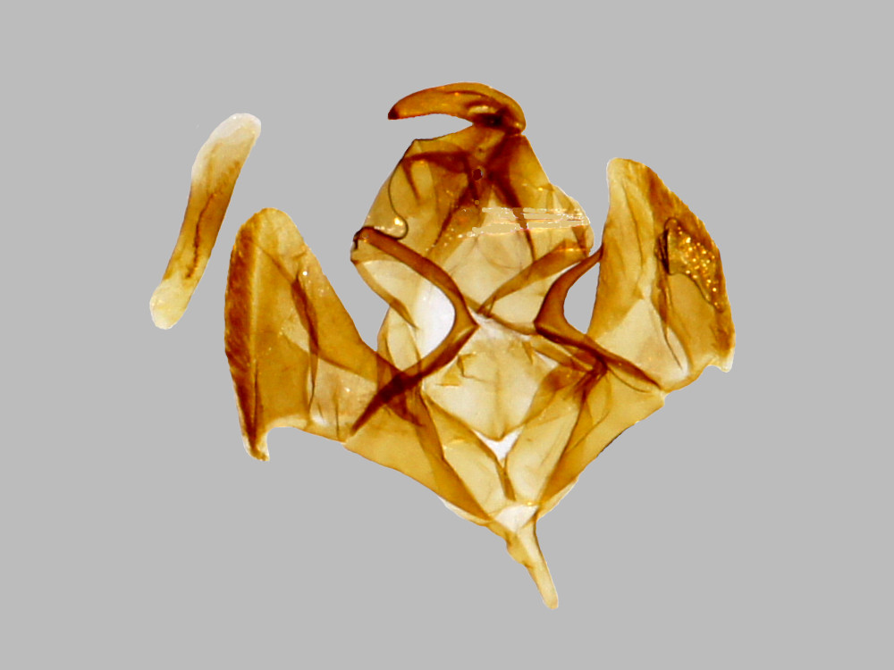 Bild Nr.10517 zum Vergrößern klicken Bild Nr.10517