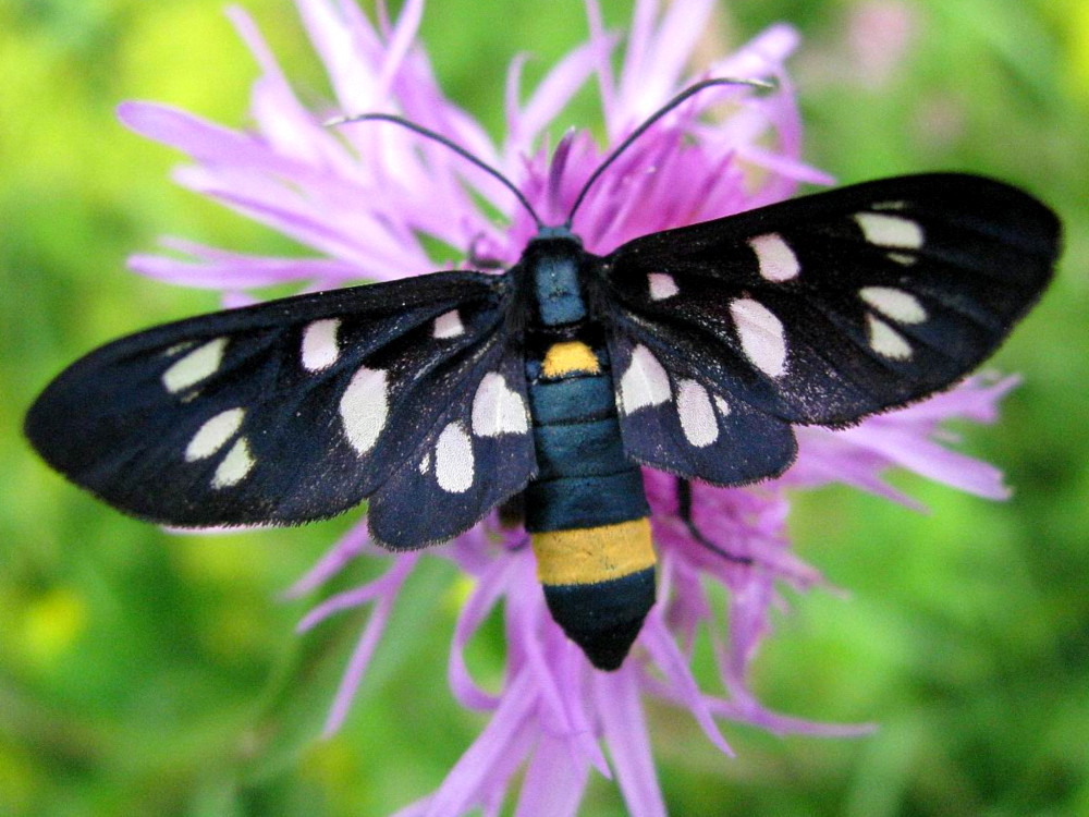 Bild Nr.10517 zum Vergrößern klicken Bild Nr.10517
