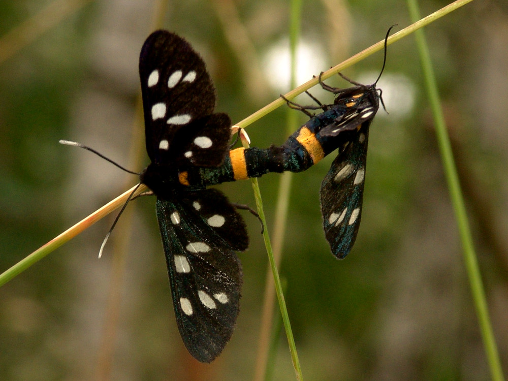 Bild Nr.10517 zum Vergrößern klicken Bild Nr.10517