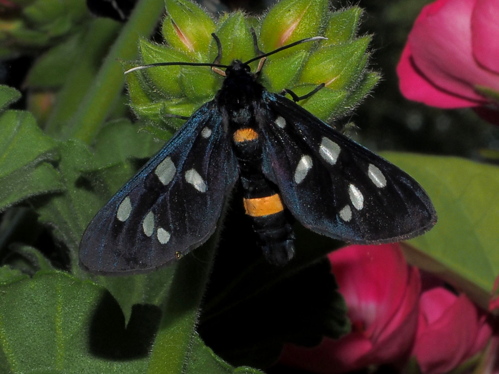 Bild Nr.10517 zum Vergrößern klicken Bild Nr.10517