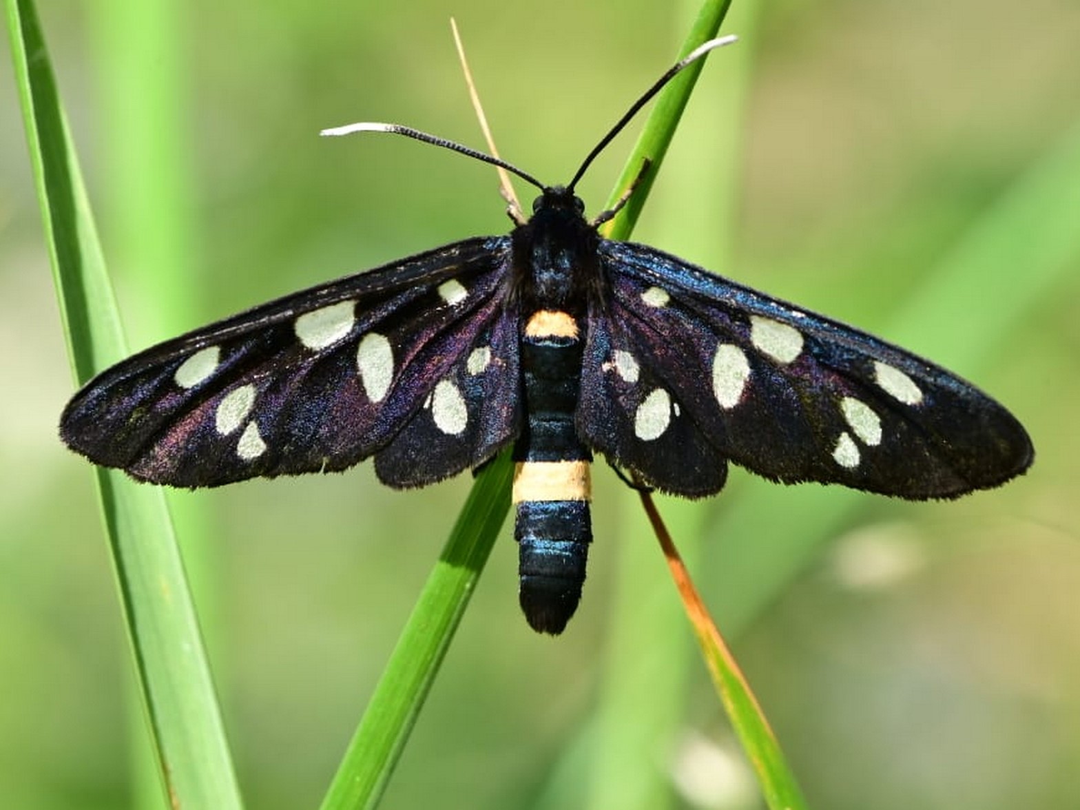 Bild Nr.10517 zum Vergrößern klicken Bild Nr.10517