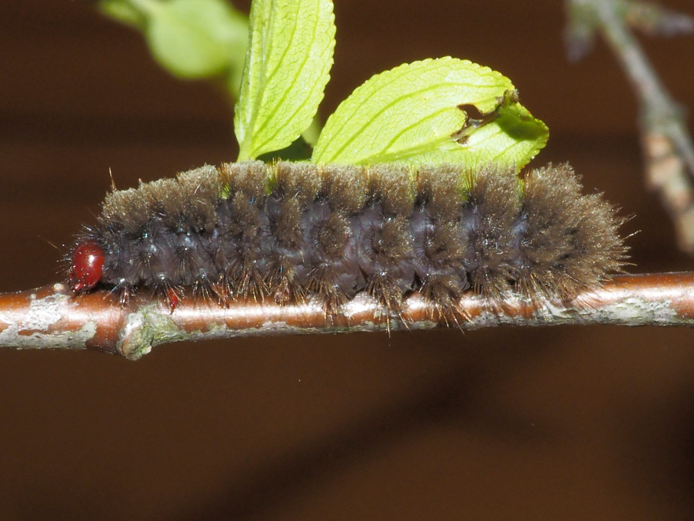 Bild Nr.10517 zum Vergrößern klicken Bild Nr.10517