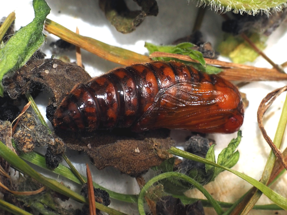 Bild Nr.10517 zum Vergrößern klicken Bild Nr.10517