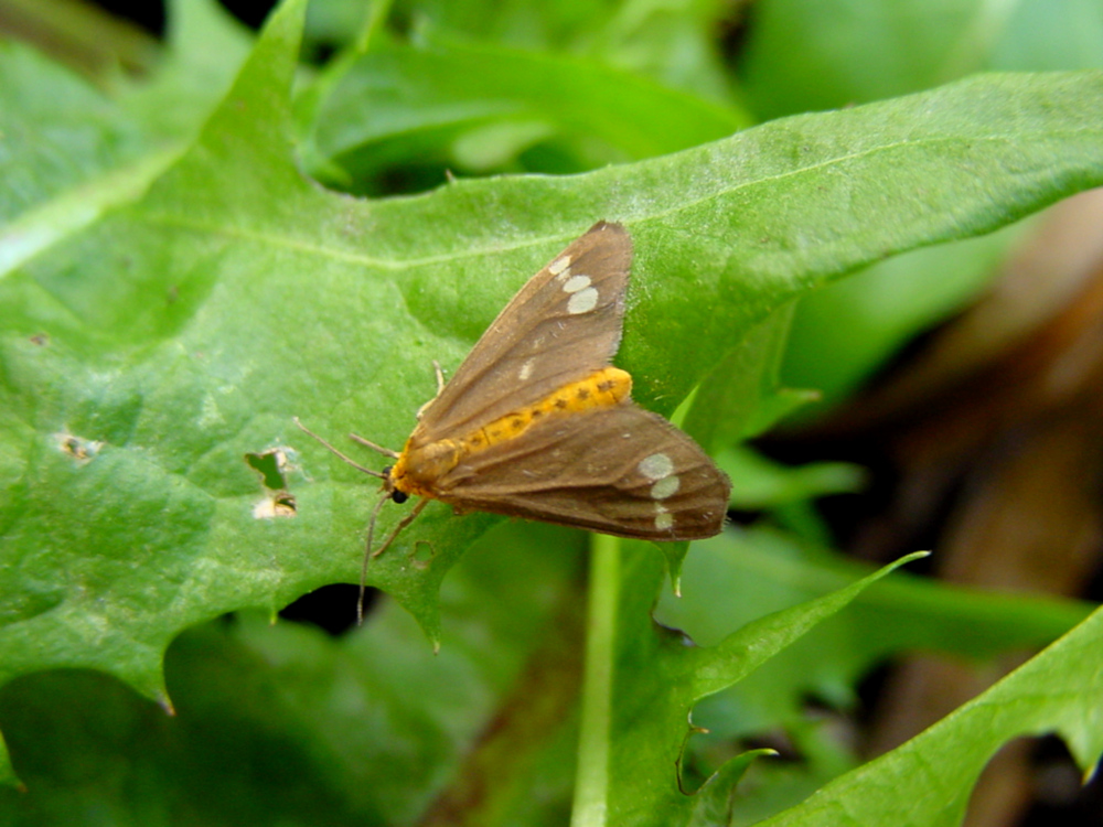 Bild Nr.10521 zum Vergrößern klicken Bild Nr.10521
