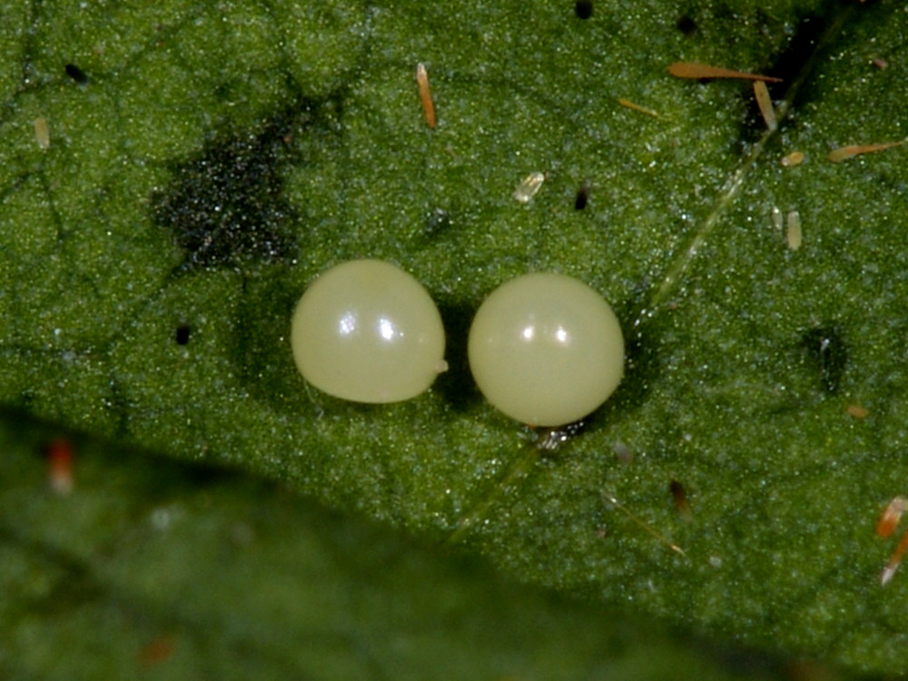 Bild Nr.10521 zum Vergrößern klicken Bild Nr.10521