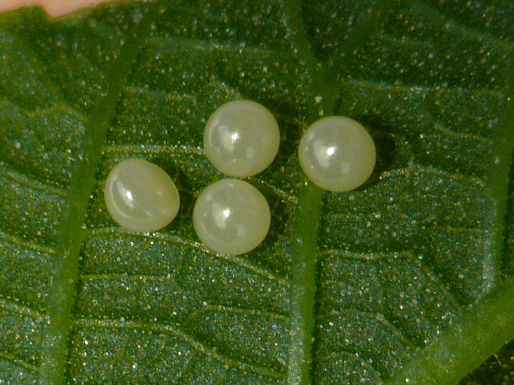 Bild Nr.10521 zum Vergrößern klicken Bild Nr.10521