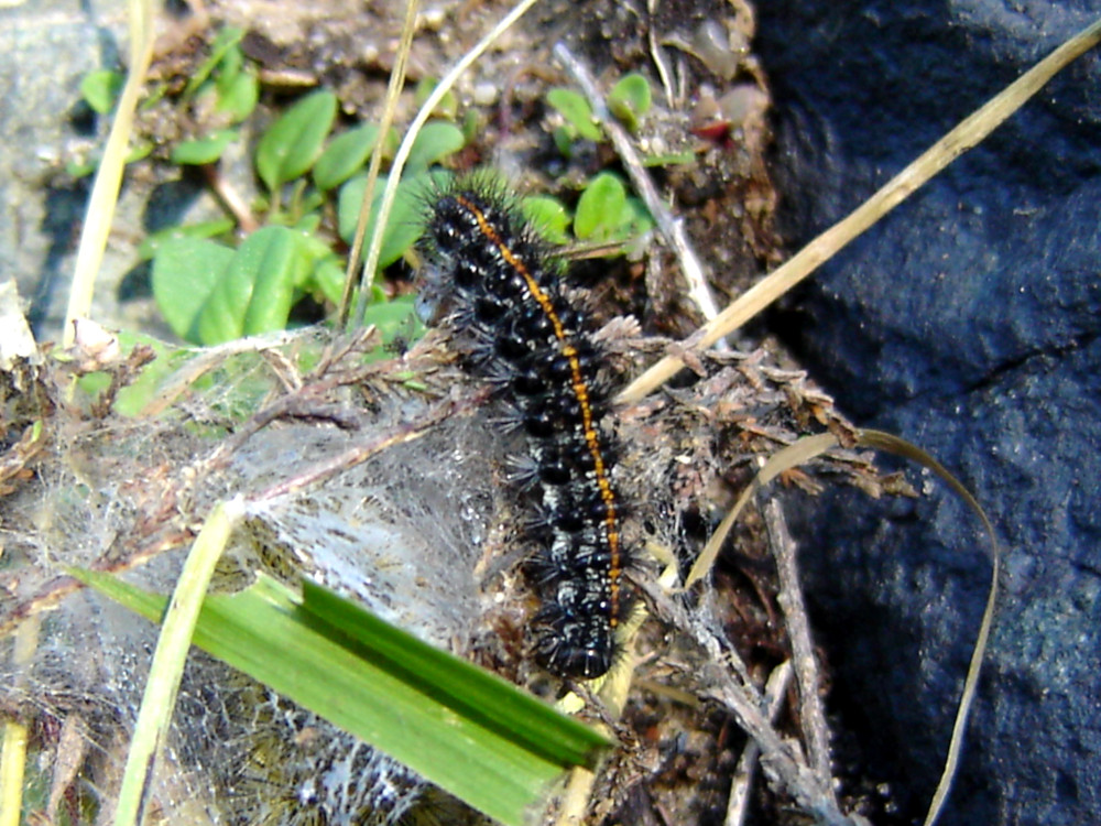 Bild Nr.10526 zum Vergrößern klicken Bild Nr.10526