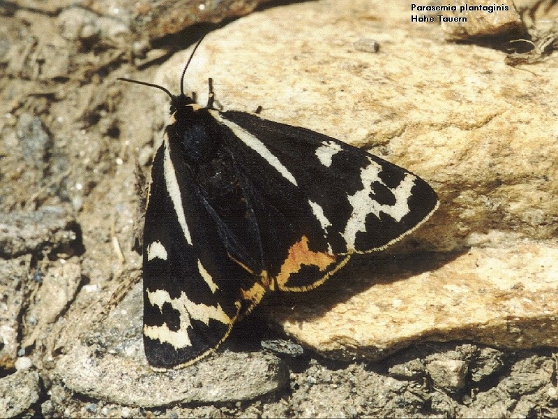 Bild Nr.10557 zum Vergrößern klicken Bild Nr.10557