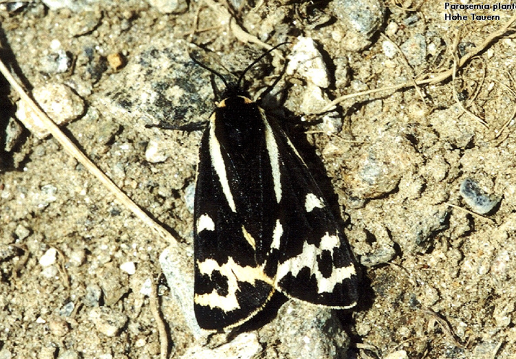 Bild Nr.10557 zum Vergrößern klicken Bild Nr.10557