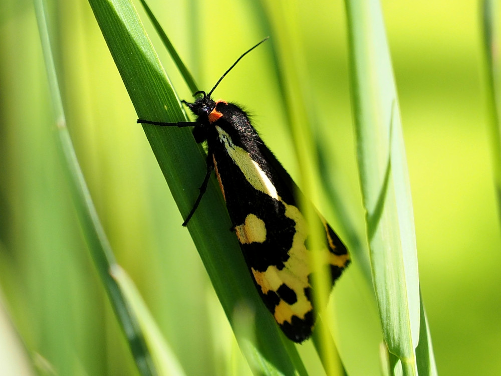 Bild Nr.10557 zum Vergrößern klicken Bild Nr.10557