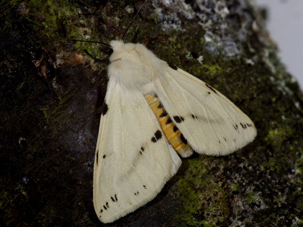 Bild Nr.10566 zum Vergrößern klicken Bild Nr.10566