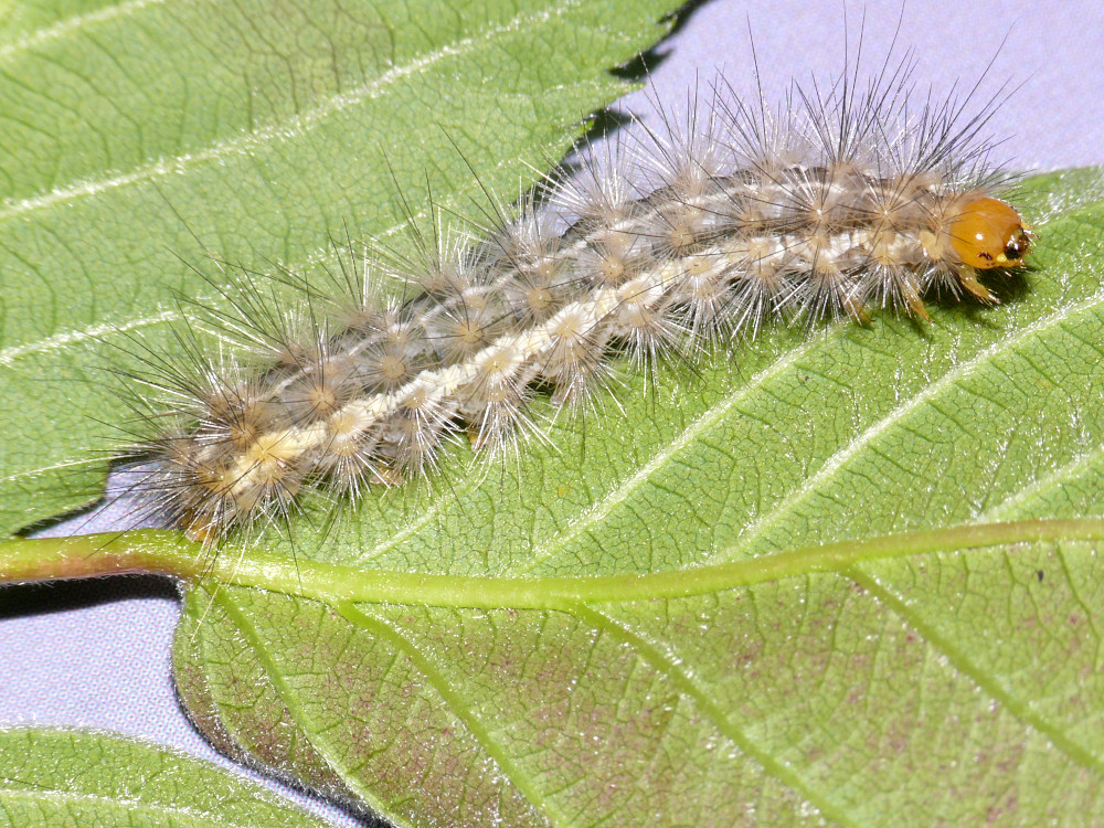 Bild Nr.10566 zum Vergrößern klicken Bild Nr.10566