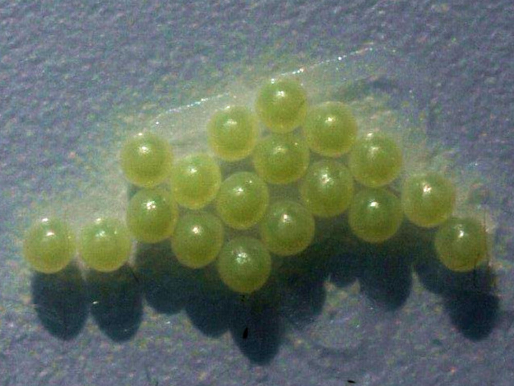 Bild Nr.10566 zum Vergrößern klicken Bild Nr.10566