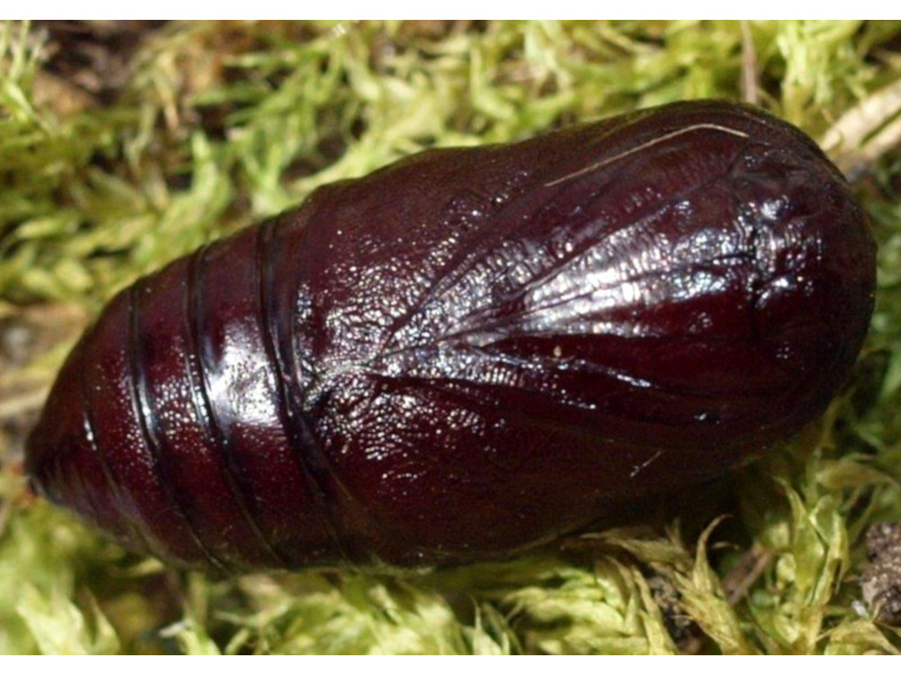 Bild Nr.10566 zum Vergrößern klicken Bild Nr.10566