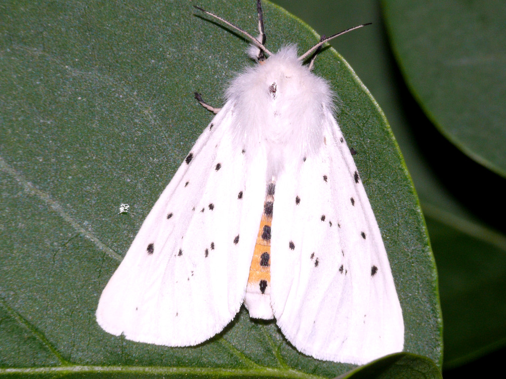 Bild Nr.10567 zum Vergrößern klicken Bild Nr.10567