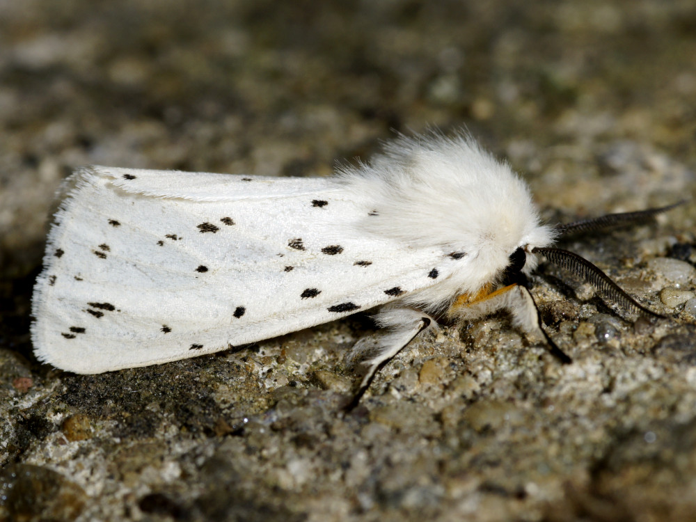 Bild Nr.10567 zum Vergrößern klicken Bild Nr.10567