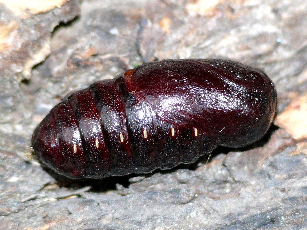 Bild Nr.10567 zum Vergrößern klicken Bild Nr.10567