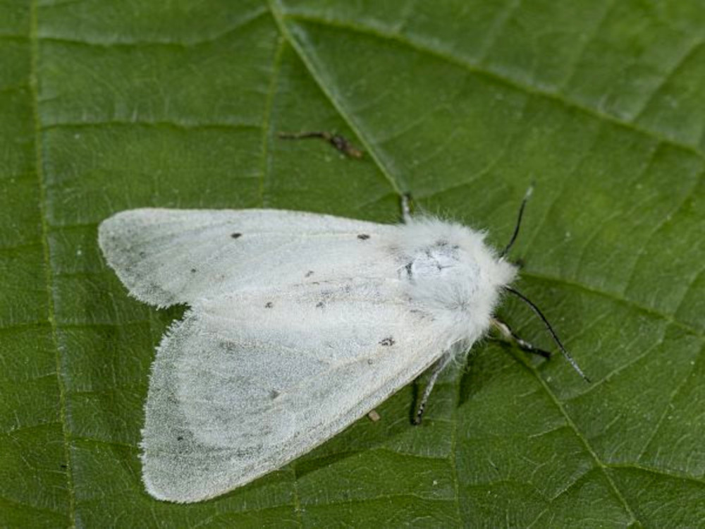 Bild Nr.10572 zum Vergrößern klicken Bild Nr.10572