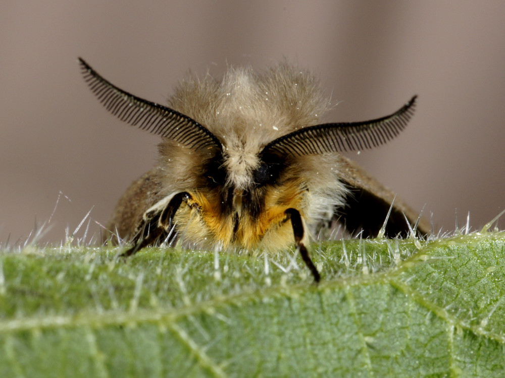 Bild Nr.10572 zum Vergrößern klicken Bild Nr.10572