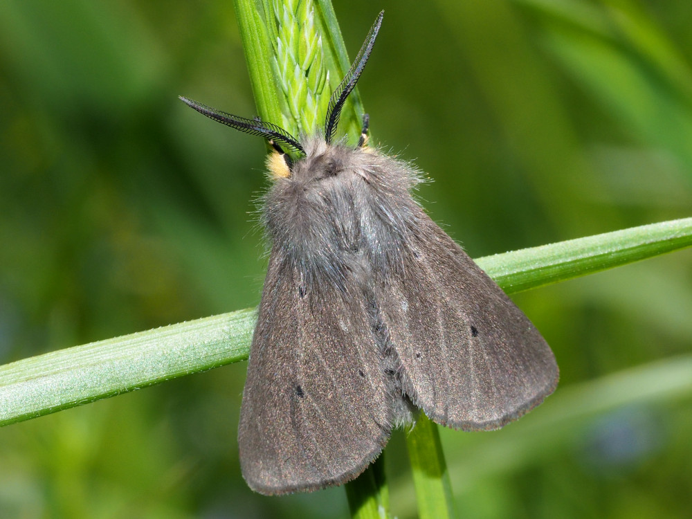 Bild Nr.10572 zum Vergrößern klicken Bild Nr.10572