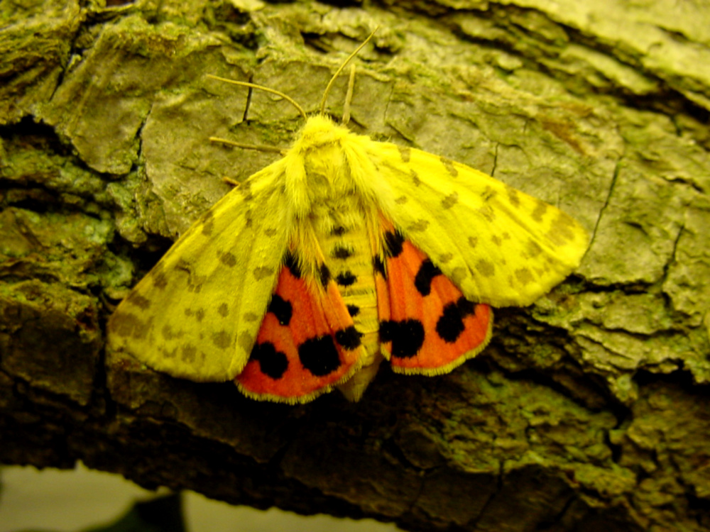 Bild Nr.10579 zum Vergrößern klicken Bild Nr.10579