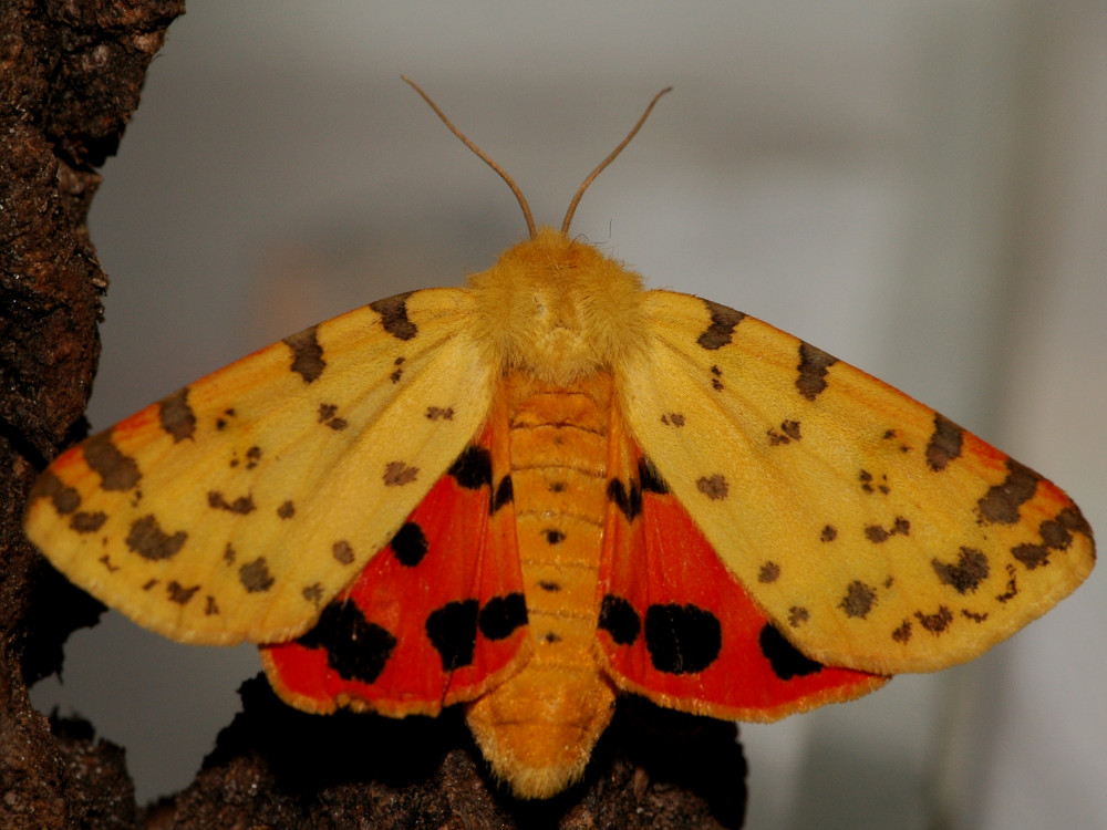 Bild Nr.10579 zum Vergrößern klicken Bild Nr.10579