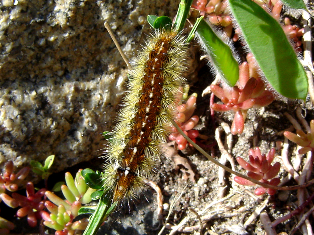 Bild Nr.10579 zum Vergrößern klicken Bild Nr.10579