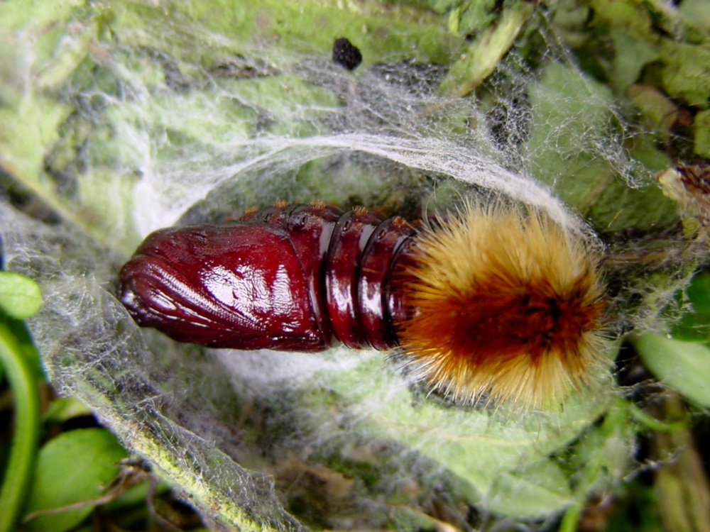 Bild Nr.10579 zum Vergrößern klicken Bild Nr.10579