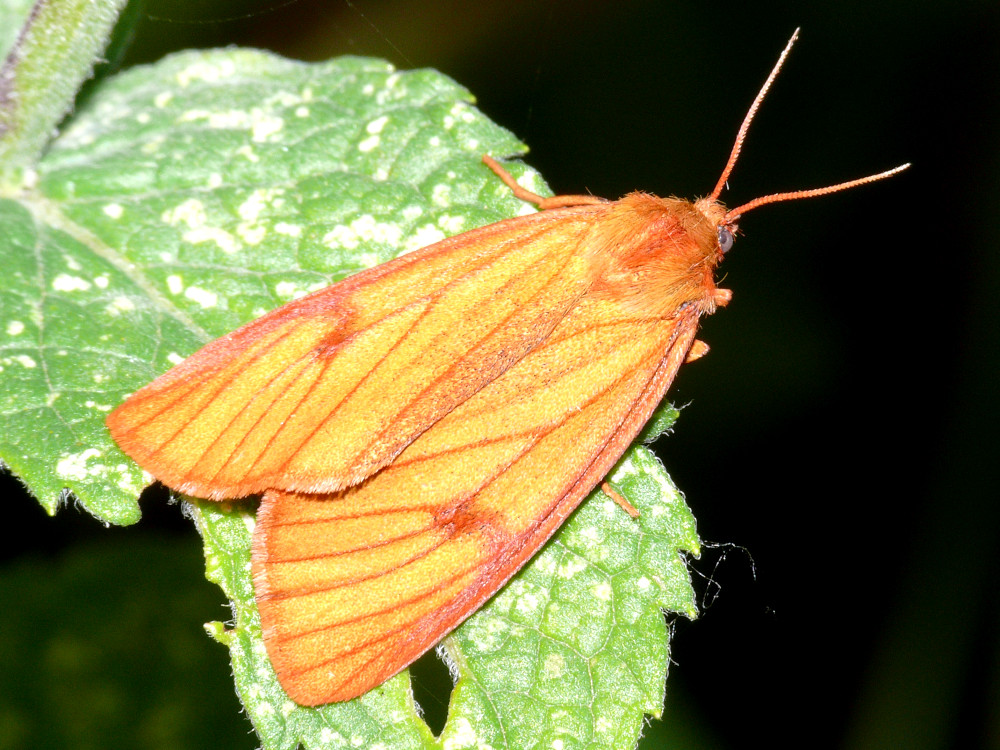 Bild Nr.10583 zum Vergrößern klicken Bild Nr.10583