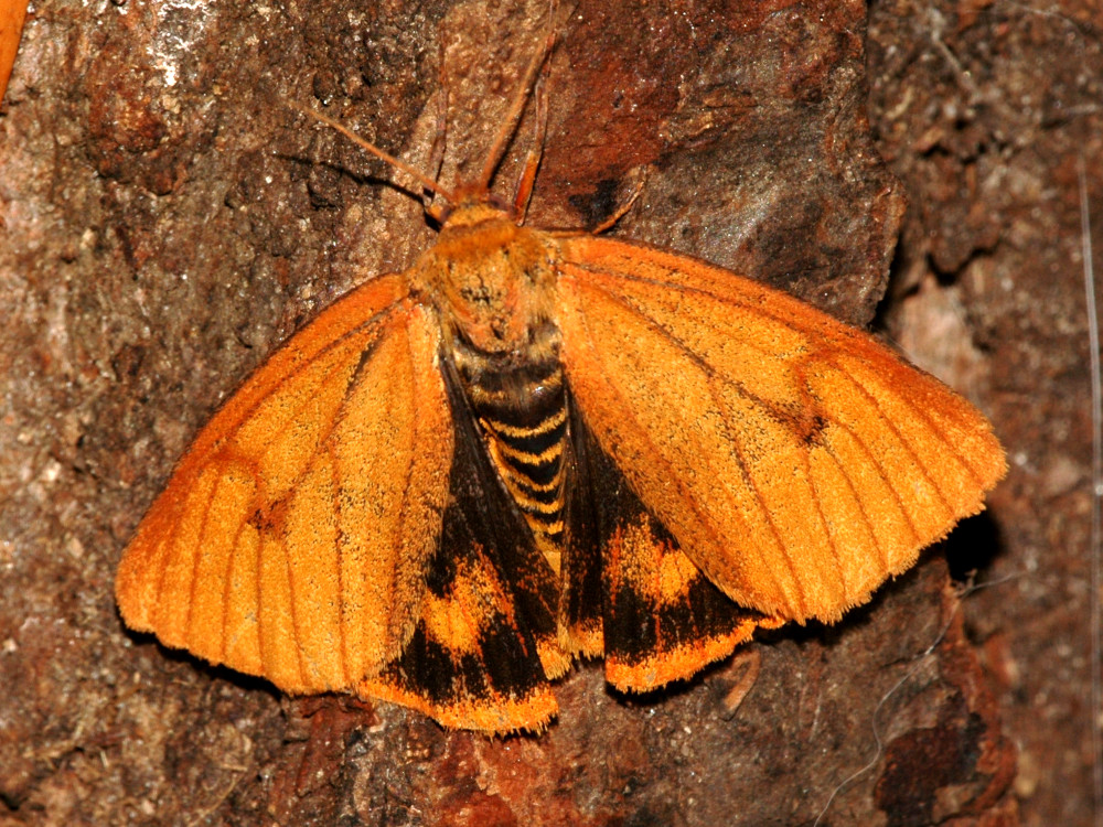 Bild Nr.10583 zum Vergrößern klicken Bild Nr.10583