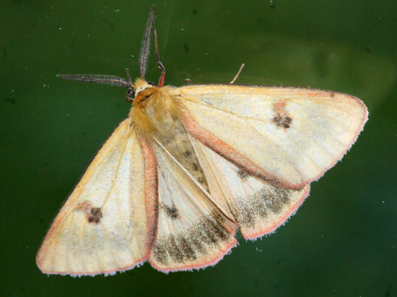 Bild Nr.10583 zum Vergrößern klicken Bild Nr.10583