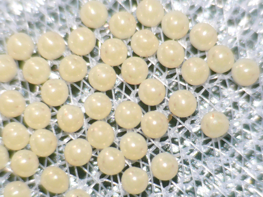 Bild Nr.10583 zum Vergrößern klicken Bild Nr.10583