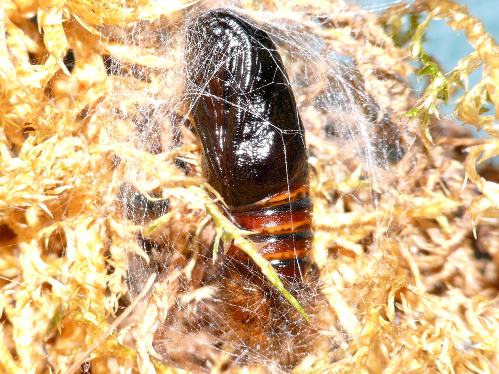 Bild Nr.10583 zum Vergrößern klicken Bild Nr.10583