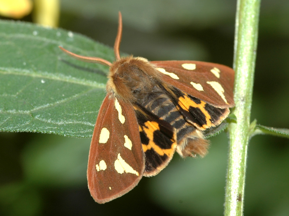 Bild Nr.10585 zum Vergrößern klicken Bild Nr.10585