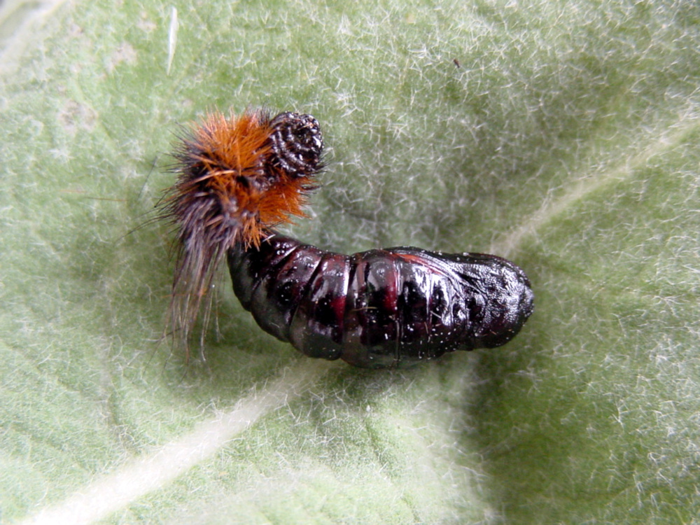 Bild Nr.10585 zum Vergrößern klicken Bild Nr.10585