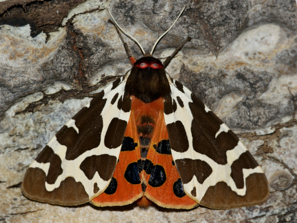 Bild Nr.10598 zum Vergrößern klicken Bild Nr.10598