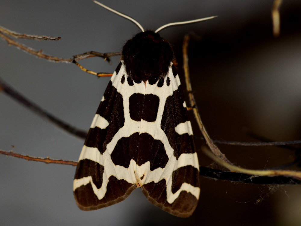 Bild Nr.10598 zum Vergrößern klicken Bild Nr.10598