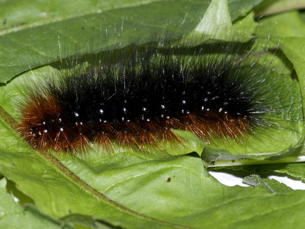 Bild Nr.10598 zum Vergrößern klicken Bild Nr.10598