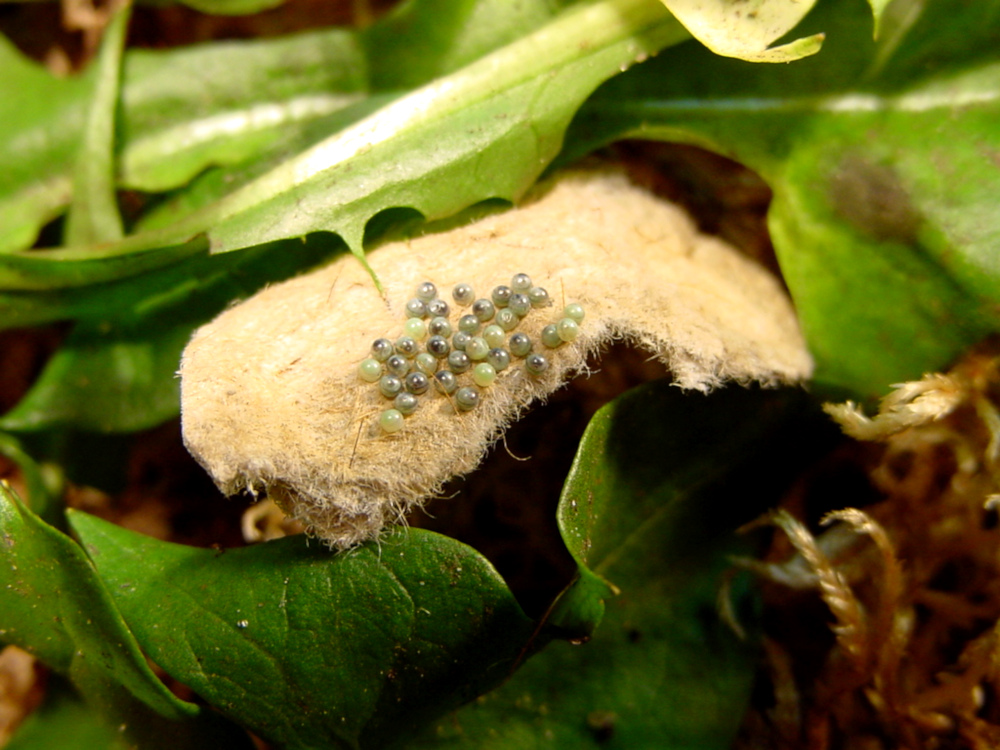 Bild Nr.10598 zum Vergrößern klicken Bild Nr.10598