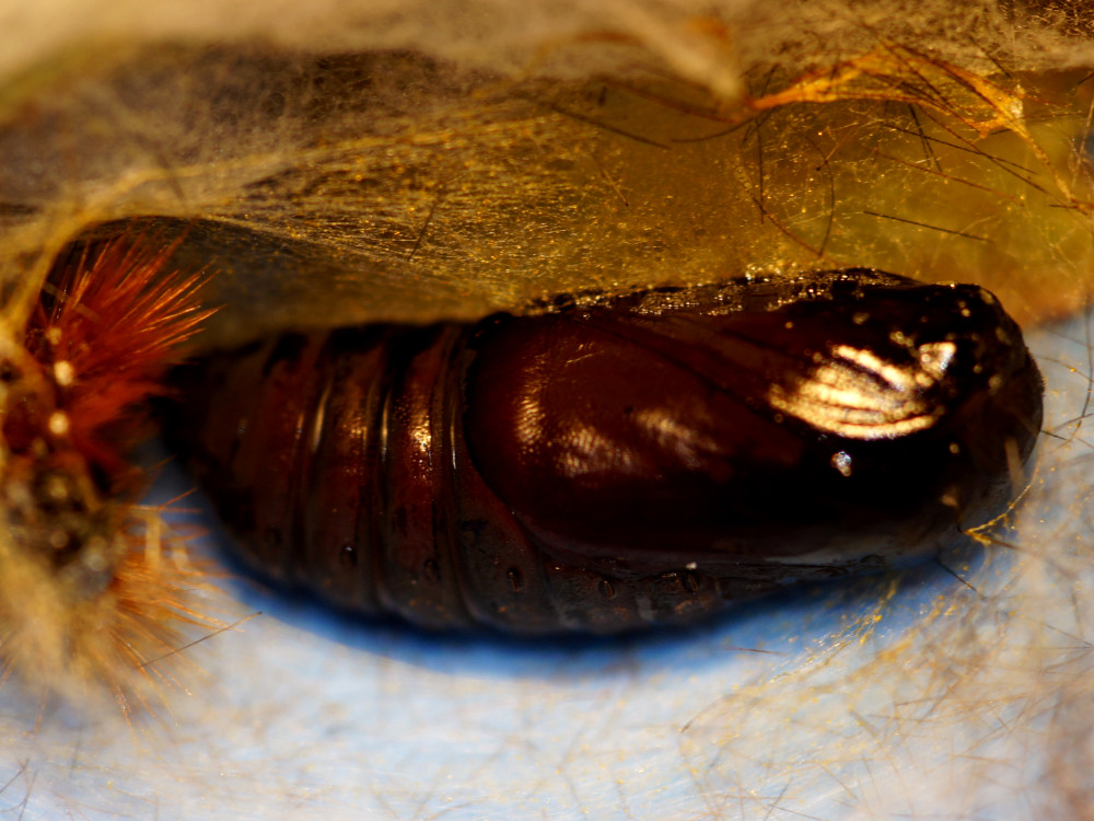 Bild Nr.10598 zum Vergrößern klicken Bild Nr.10598