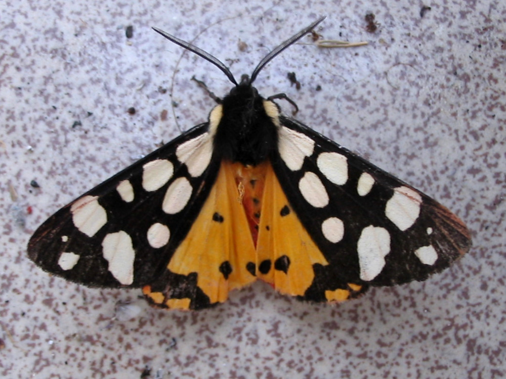 Bild Nr.10600 zum Vergrößern klicken Bild Nr.10600