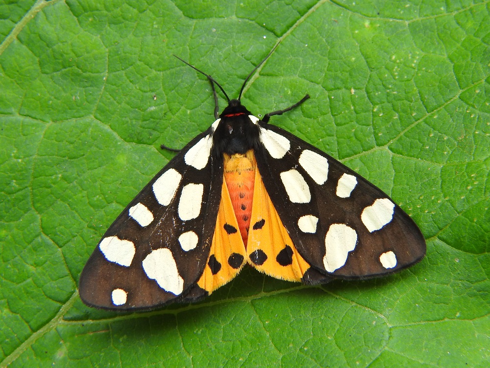 Bild Nr.10600 zum Vergrößern klicken Bild Nr.10600