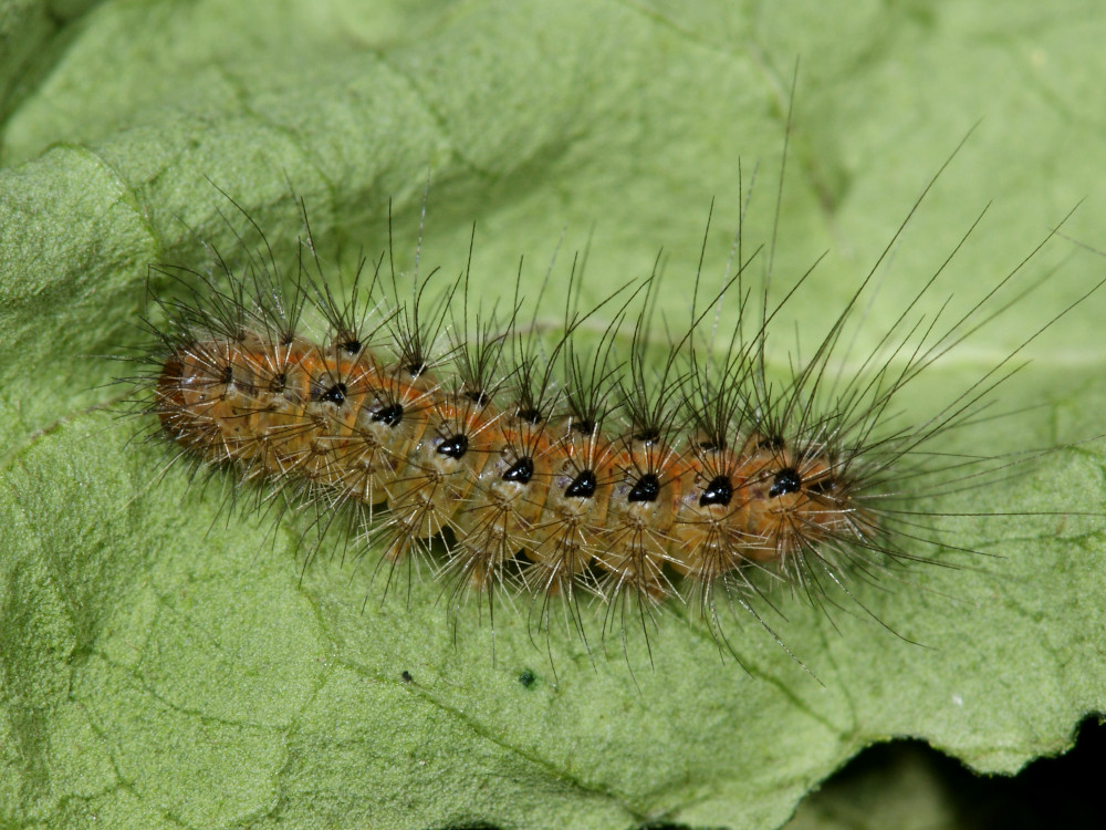 Bild Nr.10600 zum Vergrößern klicken Bild Nr.10600