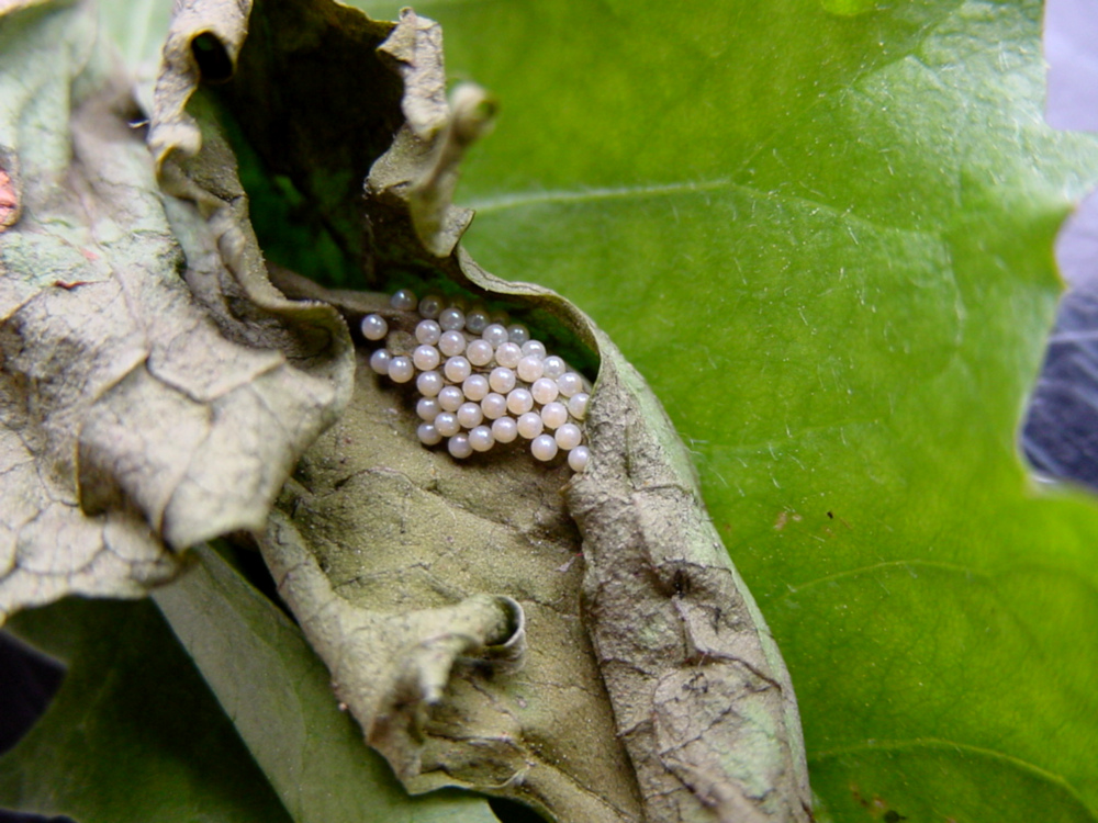 Bild Nr.10600 zum Vergrößern klicken Bild Nr.10600