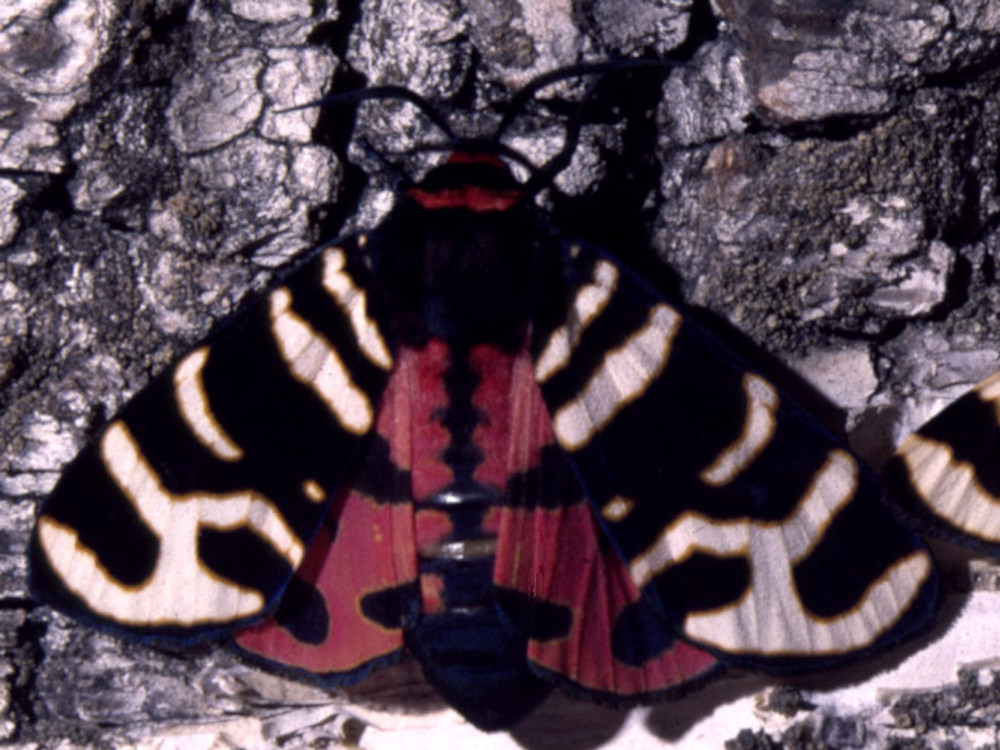 Bild Nr.10601 zum Vergrößern klicken Bild Nr.10601